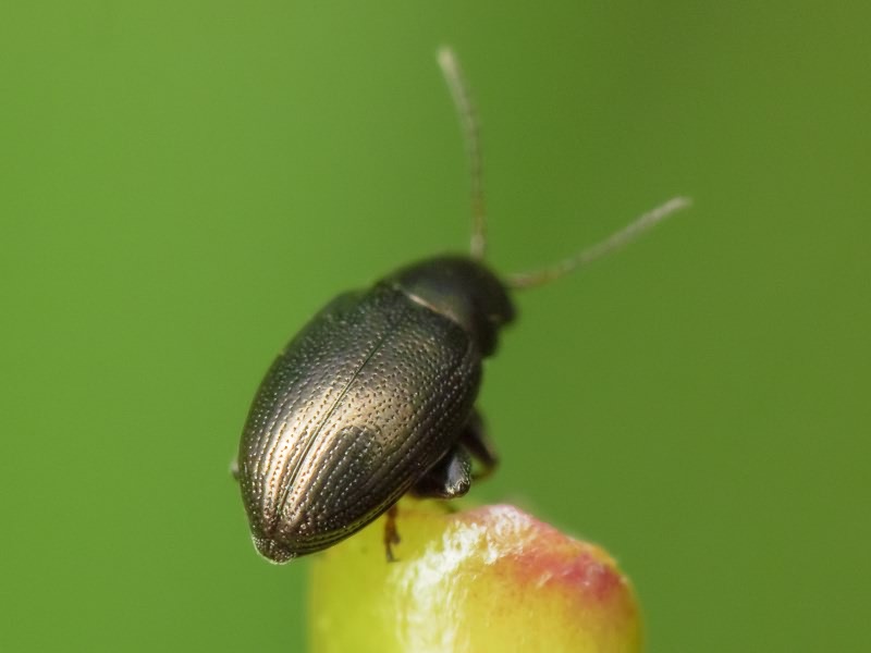 Chaetocnema aridula (Gyllenhal, 1827)